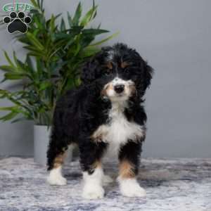 Aaron, Mini Bernedoodle Puppy